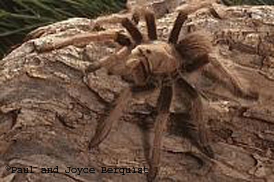 Tarantula Fact Sheet